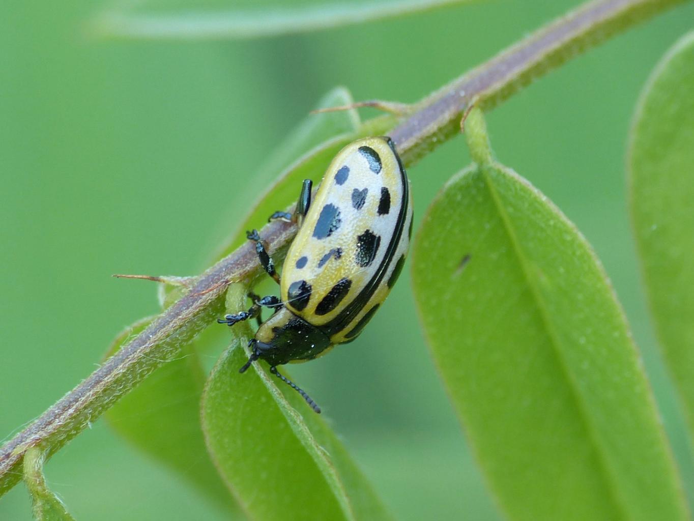 Chrysomela vigintipunctata